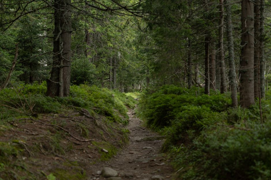 Getting Started With Understanding Health And Wellness
